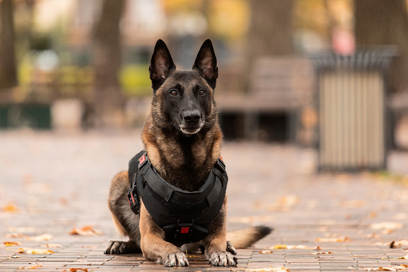 Unleashed Heroes: Exploring the Role of K-9 Dogs in the United States